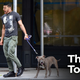 Illustration for article titled Study: Pitbull Owners 10 Times More Likely To Bite Pedestrians Than Owners Of Other Dog Breeds